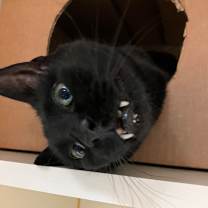 Thumbnail photo of JC #4