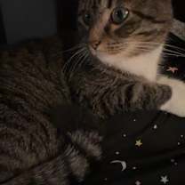 Thumbnail photo of Ember #3