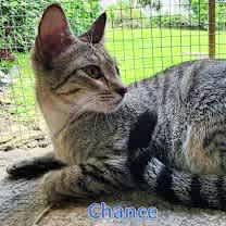 Thumbnail photo of Chance #1