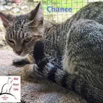 Thumbnail photo of Chance #2