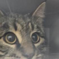 Thumbnail photo of Viper #2