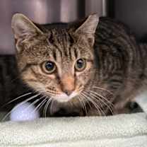 Thumbnail photo of Cookie #1