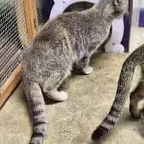 Thumbnail photo of Chowder #4