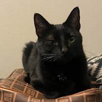 Thumbnail photo of Pebbles #2