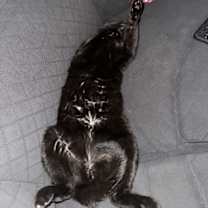 Thumbnail photo of Pebbles #4