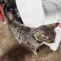 Thumbnail photo of Sissy #3