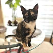 Thumbnail photo of Char Char #3