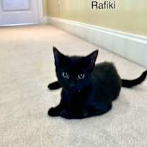 Thumbnail photo of Rafiki #1