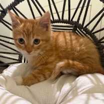 Thumbnail photo of Mr Socks #1