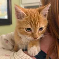 Thumbnail photo of Mr Socks #3