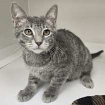 Thumbnail photo of Ralph #3