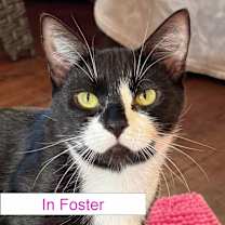 Thumbnail photo of Violet #1