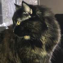 Thumbnail photo of Molly #2