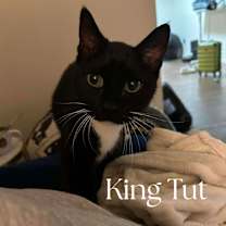 Thumbnail photo of King Tut #1