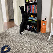 Thumbnail photo of King Tut #2