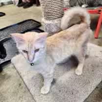 Thumbnail photo of Jameson #4