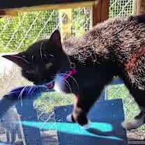 Thumbnail photo of Zoey #2