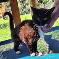 Thumbnail photo of Zoey #4