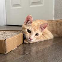 Thumbnail photo of Little Boo #2