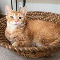 Thumbnail photo of Marmalade #3