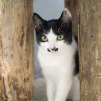 Thumbnail photo of Atari #2