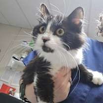 Thumbnail photo of Nuclear Lobster #2