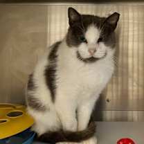 Thumbnail photo of Ping Pong FIV + #3