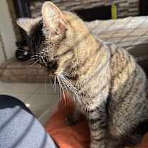 Thumbnail photo of Mollie #4