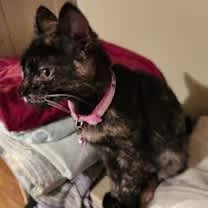 Thumbnail photo of Cupcake #2