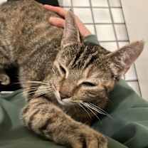 Thumbnail photo of Stella #2