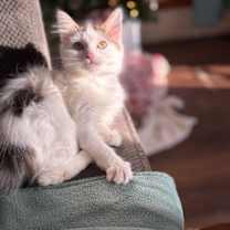 Thumbnail photo of Snowflake #2