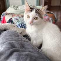 Thumbnail photo of Snowflake #3