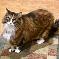 Thumbnail photo of Montgomery #1