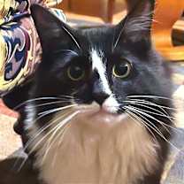 Thumbnail photo of Tolstoy #4