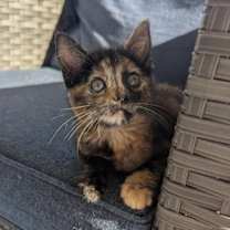 Thumbnail photo of Butternut #2