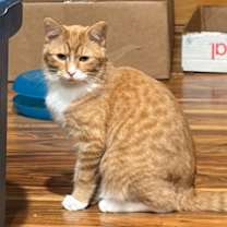 Thumbnail photo of Sherburt #1