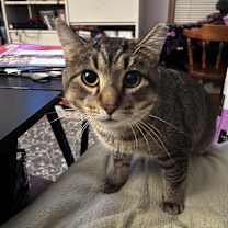 Thumbnail photo of Mad Max #1