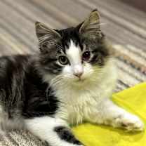 Thumbnail photo of Hey #2