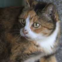 Thumbnail photo of Venus #2