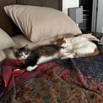 Thumbnail photo of Lima bonded to Sparky #4