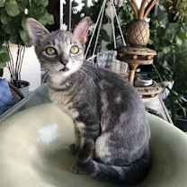 Thumbnail photo of Mojo #2