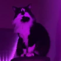 Thumbnail photo of Kitty #3