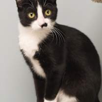 Thumbnail photo of Nintendo #3