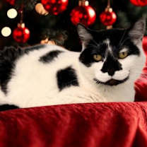 Thumbnail photo of Daisy #2