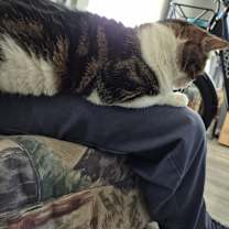 Thumbnail photo of Daisy #4