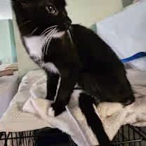 Thumbnail photo of Juno #4