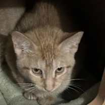 Thumbnail photo of Tut #2