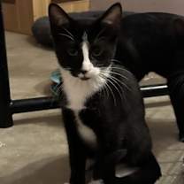 Thumbnail photo of Minx #2