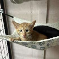 Thumbnail photo of Hobbes #4