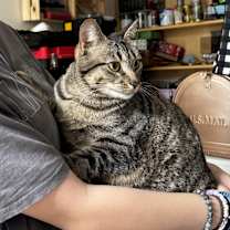 Thumbnail photo of Tigris #2